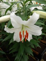 [4242 Siberia MAK2L No02.JPG]